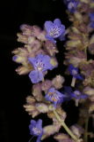 Perovskia atriplicifolia 'Blue Spire' RCP9-06 020.jpg